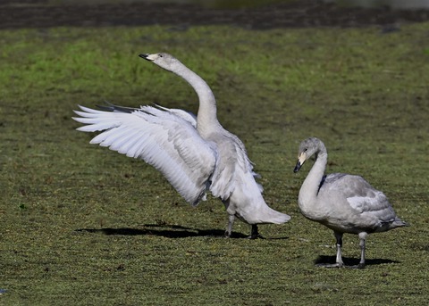 オオハクチョウ幼鳥3906