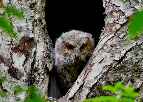 オオコノハズクのヒナ③3624