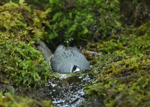 ゴジュウカラ1478