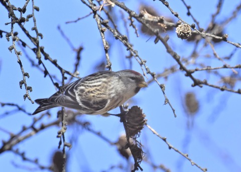 ベニヒワ♀5481