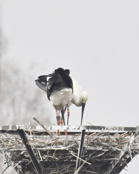コウノトリのペアー6722