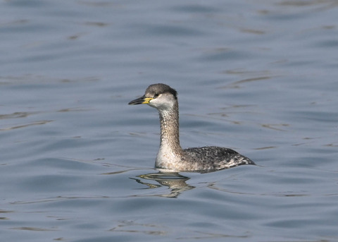 ｱｶｴﾘｶｲﾂﾌﾞﾘ8283