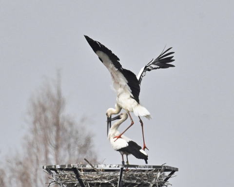 コウノトリ6781