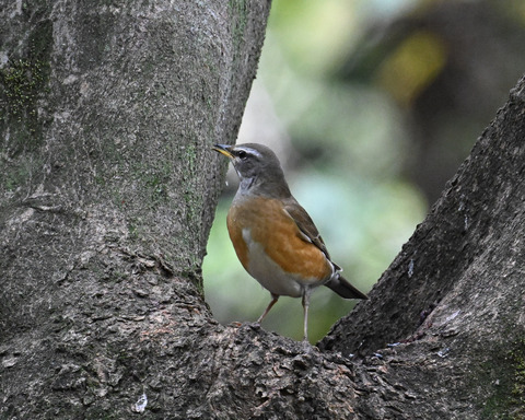 マミチャジナイ2770