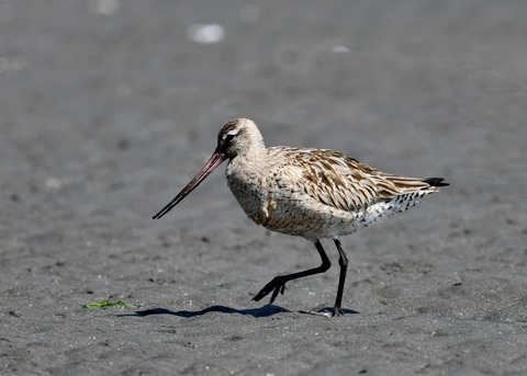 オオソリハシシギ2026