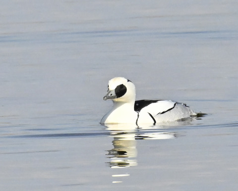 ミコアイサ♂4945