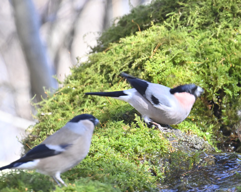 アカウソ♂・♀0681