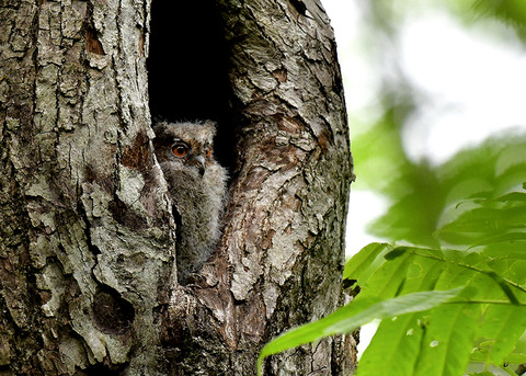 オオコノハズクのヒナ8268