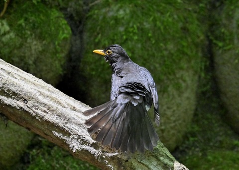 クロツグミ♂5625