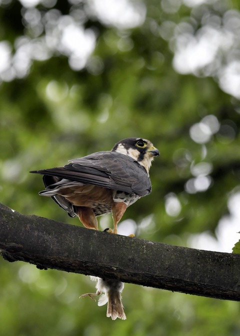 チゴハヤブサ3300