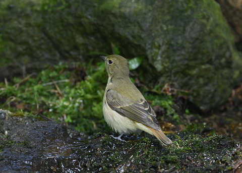 キビタキ♀3256