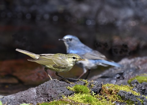 メボソムシクイ8145