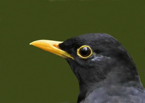 クロツグミ♂2000