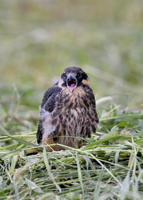 チゴハヤブサのヒナ③3195