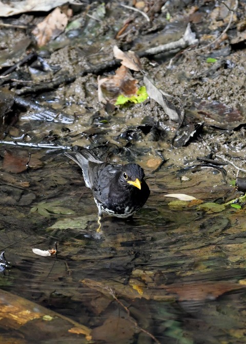 クロツグミ♂6067