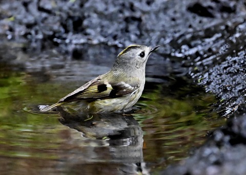 キクイタダキ♀0148