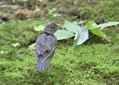 クロツグミ♂幼鳥5558
