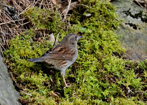 カヤクグリ5024