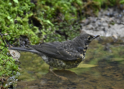 クロツグミ♂幼鳥0608
