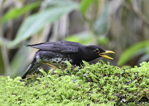 クロツグミ♂4189