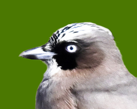 カケス3000-2