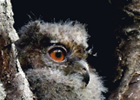 オオコノハズクのヒナ8294