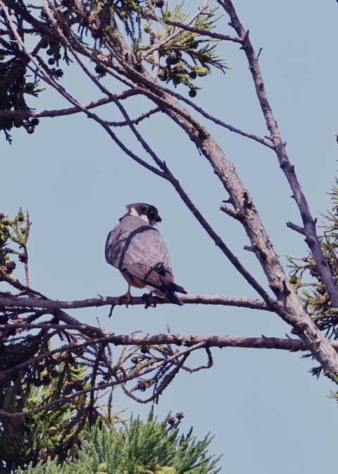 チゴハヤブサ0414