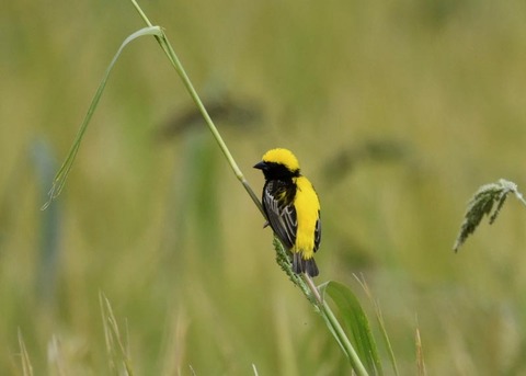 オウゴンチョウ1390