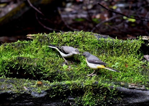 キセキレイ幼鳥8224