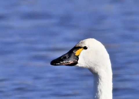 アメリカコハクチョウ①0402