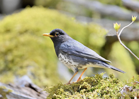 クロツグミ♂5619