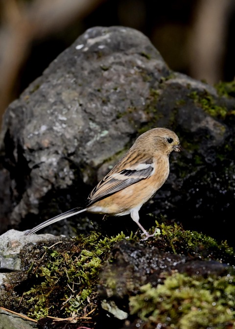ベニマシコ♀8176