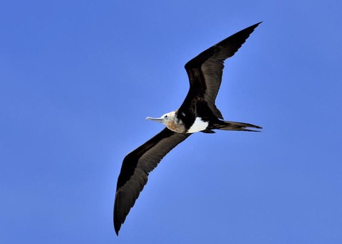 オオグンカンドリ5510