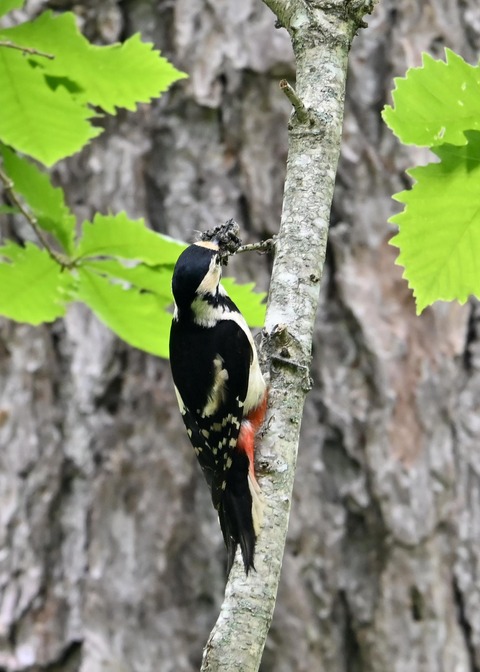 アカゲラ♀5349