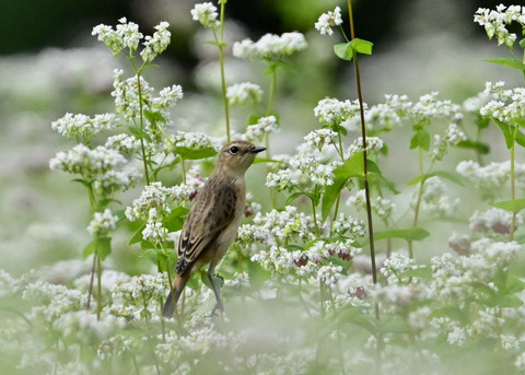 ノビタキ♀7027