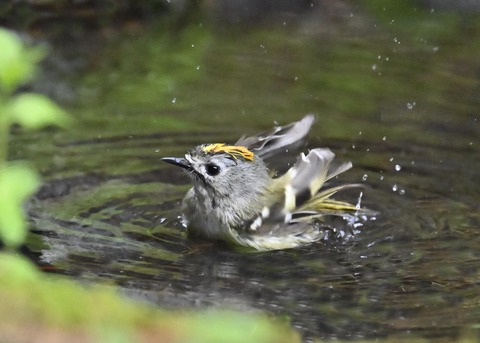 キクイタダキ♂1163