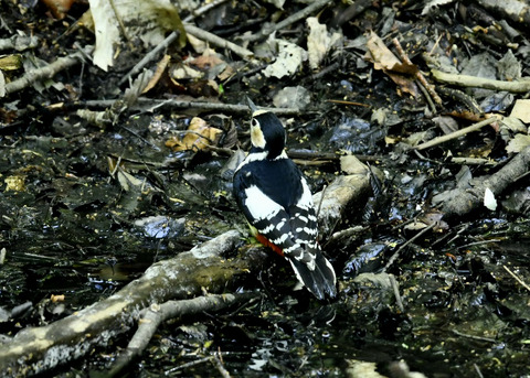 アカゲラ♀9504