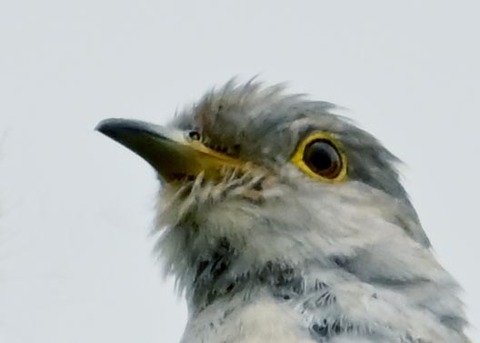 カッコウ6000(6195)