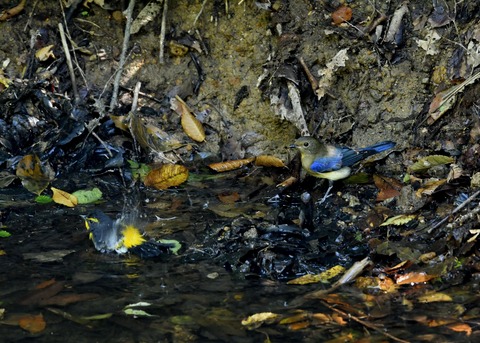 オオルリ♂若鳥1131