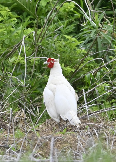 キジ♂白化1637