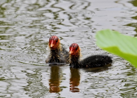 オオバンのヒナ7215