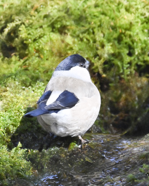 ウソ♀0561