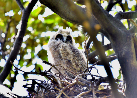 トラフズクのヒナ②6149