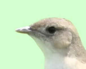 オオセッカ8000