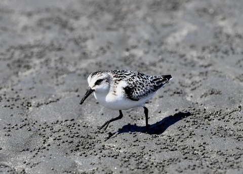 ミユビシギ幼羽9306