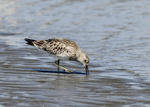 オバシギ若鳥1364