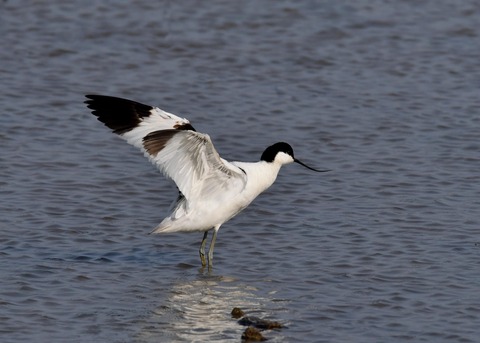 ソリハシセイタカシギ9857