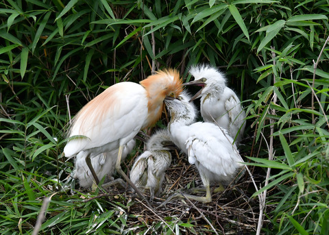 アマサギ7324
