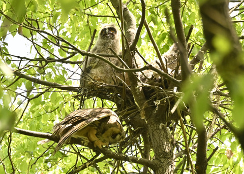 トラフズク♀2702
