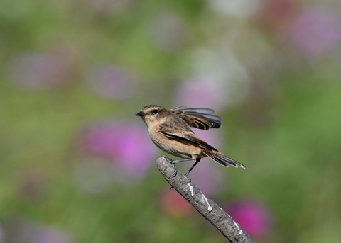 ノビタキ♀1750